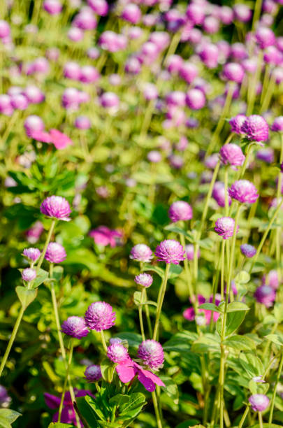 istock Late Summer Blossoms in the Backyard Garden 1437988488