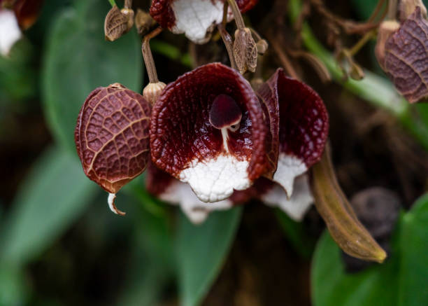 istock Aristolochia salvadorensis 1437988688