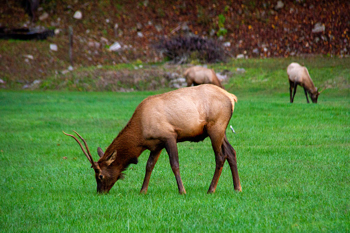 A trio of elk grazing in a grassy field