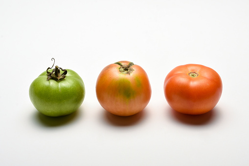 Tomatoes, different color tomatoes on the white background, tomato ripening process
