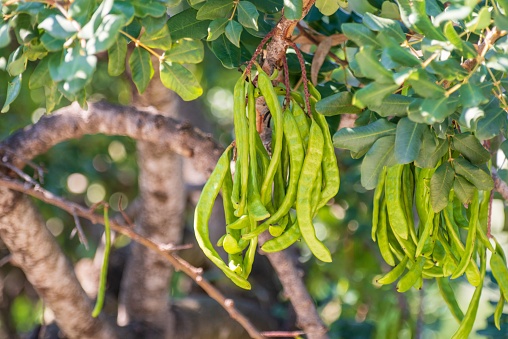 Closeup shot of green carob pods on a carob tree branch