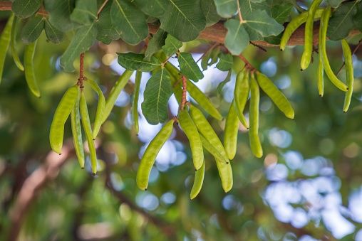 A closeup shot of green carob pods on a carob tree