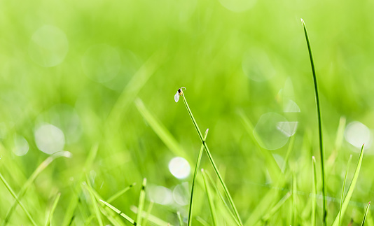 Texture, background, pattern of green grass with an insect. Bokeh with light reflection. Natural backdrop