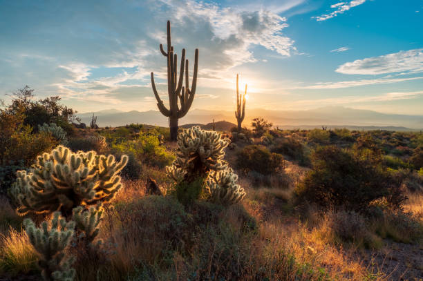istock Sunrise in the majestic McDowell Mountains 1437990738