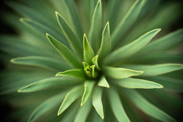 istock Green plant close up 1437991390