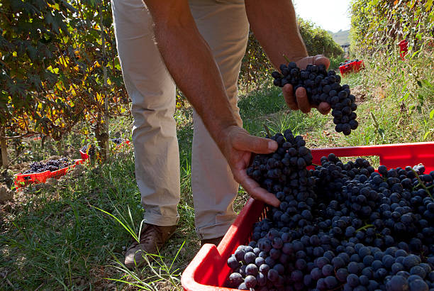 istock Grape harvest in autumn in a vineyard 143799158