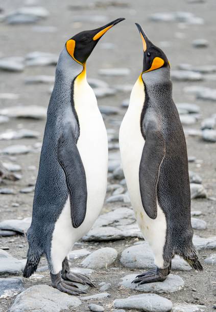 istock 2 majestic king penguins (APTENODYTES PATAGONICUS) on South Georgia 1437992011