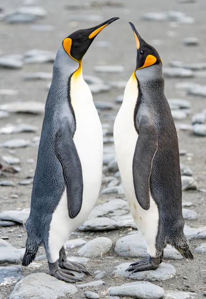 2 majestic king penguins (APTENODYTES PATAGONICUS) on South Georgia stock photo