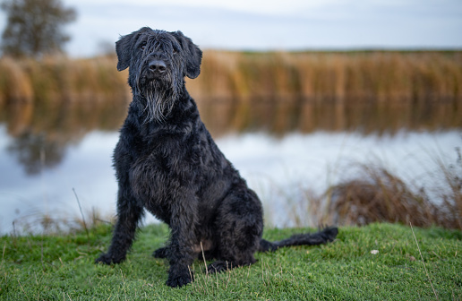Magdeburg, Germany, on October 29, 2022: Giant Schnauzer in waiting position at local river