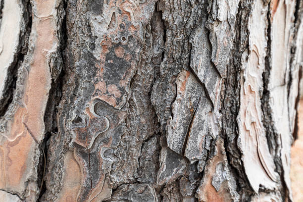 istock Photo of a tree court, background. 1437992350