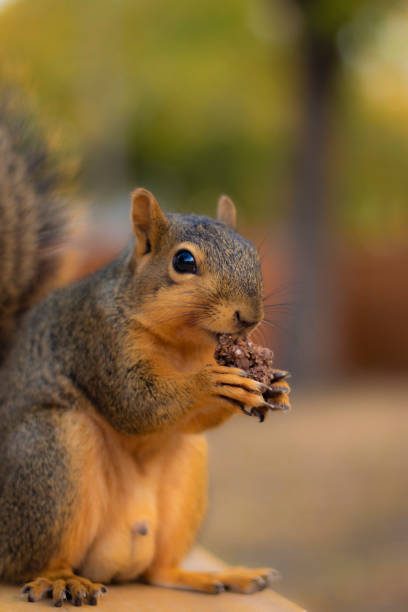 istock Closeup the cute brown squirrel 1437992677