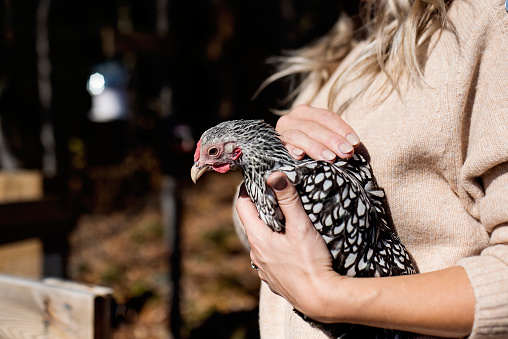 Woman holding a chicken with autumn forest in background. She is wearing a light beige wool sweater and has long hair. Horizontal waist up outdoors shot with copy space. No face.