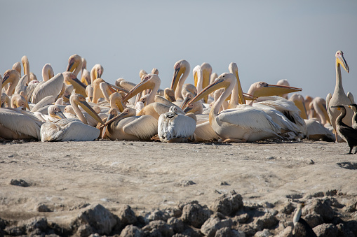 Magnificent photography of pelicans in the Djoudj national Park in Sénégal