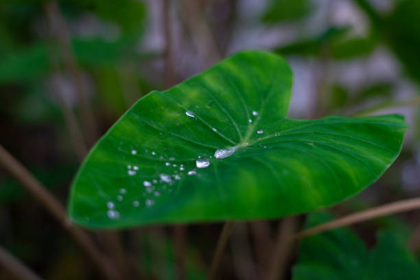 Small water droplets on taro leaves.