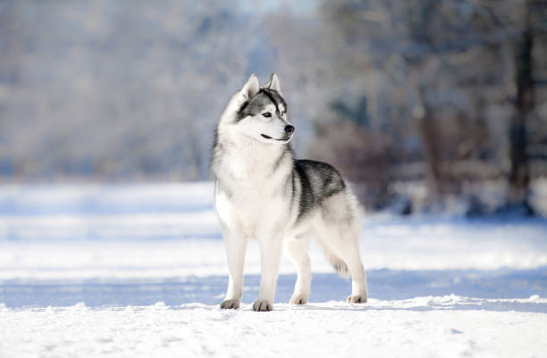 istock Beautiful siberian husky in a snowy park 1437994700