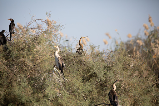 Magnificent photography of birds in the National Park in Sénégal
