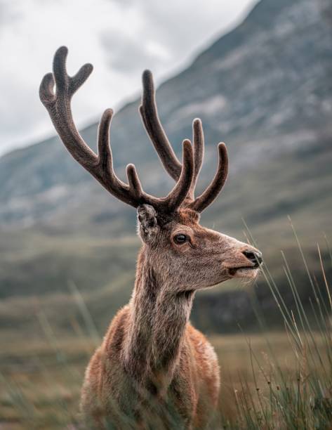istock Closeup of a deer with antlers in mountains 1437995016