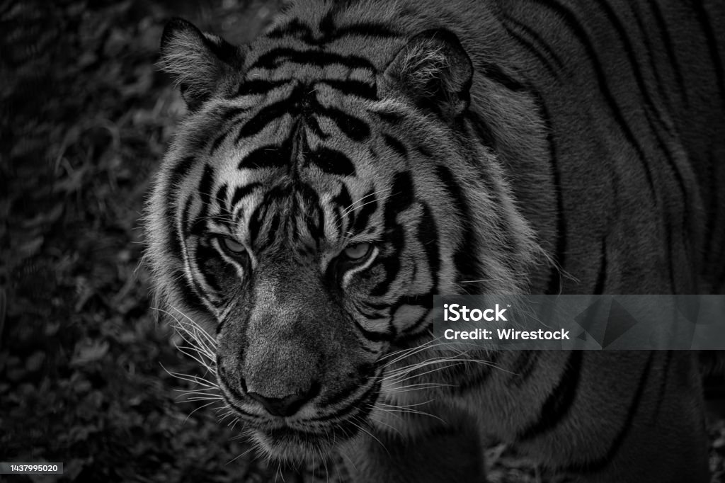 Closeup of a tiger, a grayscale shot A closeup of a tiger, a grayscale shot Black And White Stock Photo