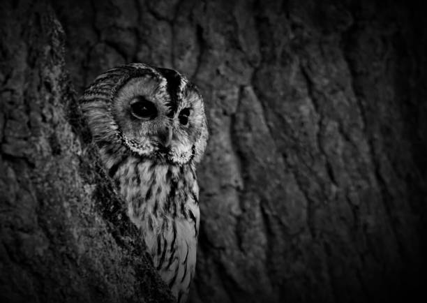 Close-up of an owl hiding behind a tree trunk, grayscale shot
