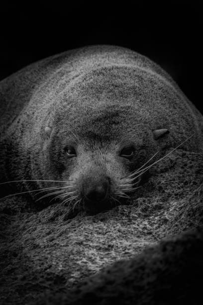 istock Cute seal relaxing on the ground 1437995574