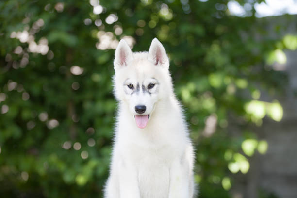 istock Siberian Husky puppy in the park 1437995776