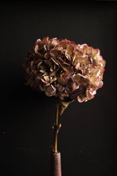 istock Vertical shot of dried hydrangeas isolated on a dark background 1437996132