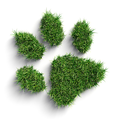 Grass paw print isolated on white