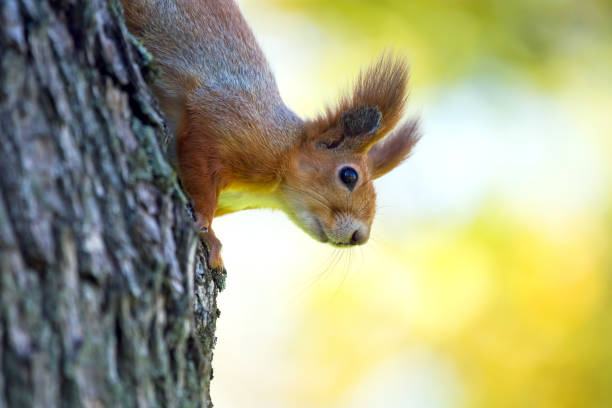 istock squirrel in the park on a tree. animals in nature 1437997173