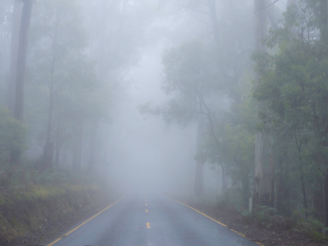 fog landscape with road in forest at morning
