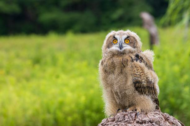 istock Closeup shot of an owl perching on a stone 1437998308