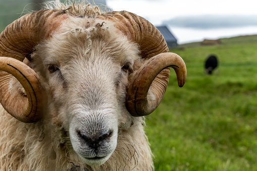 Beautiful closeup view of the Sheep and Rams in the fields of the Faroe Islands