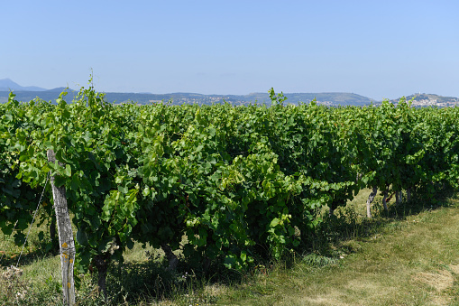 plot of vines at the vegetation stage before harvest in the Puy de Dome in the Auvergne-Rhone-Alpes region