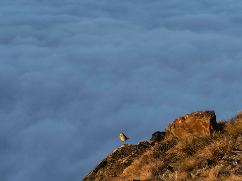 Little bird sitting on a rock above clouds at Mount Buller