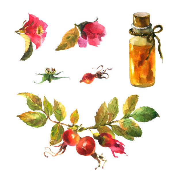 ilustrações de stock, clip art, desenhos animados e ícones de watercolor set of essential oil rose hip, berries dog rose and bloom briar. - dogrose