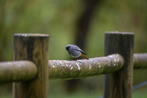 Redstart resting on a wooden fence under the rain