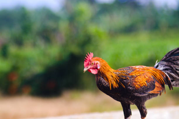 istock Pelung Chicken in the backyard 1438001177