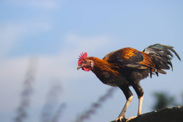 istock Pelung Chicken in the backyard 1438001267