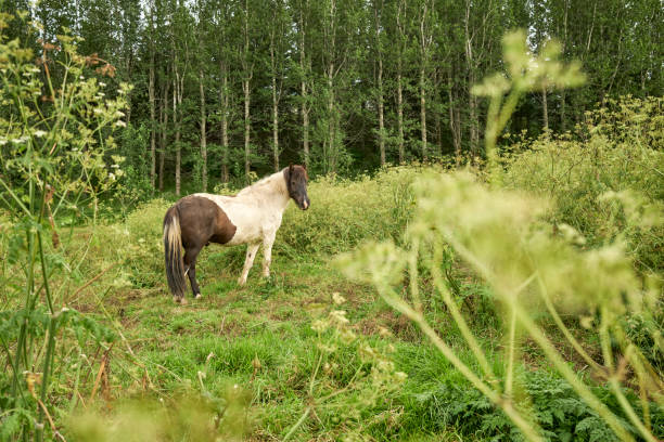 istock Skewbald horse grazing near forest 1438001949