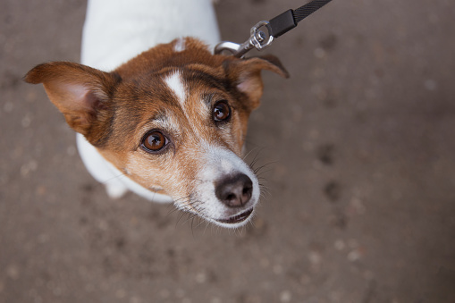 Portrait of dog jack russell terrier looking at camera top view in Moscow, Moscow, Russia