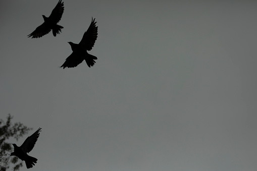 Pigeons fly against background of gray sky. in Moscow, Moscow, Russia