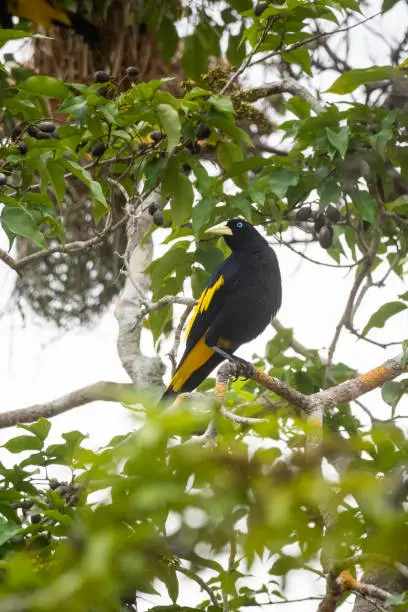 Beautiful view to yellow and black bird on green rainforest tree in Novo Airão, Amazonas, Brazil