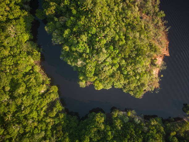 istock Beautiful aerial view to green amazon rainforest and river 1438003065