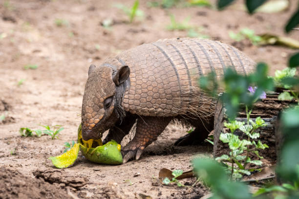 istock Six-banded armadillo eating mango on the ground 1438003168