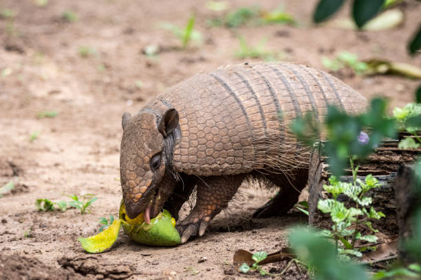 istock Six-banded armadillo eating mango on the ground 1438003173