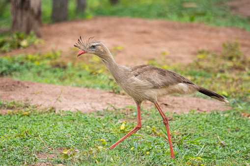 Beautiful Red-legged Seriema bird in the Brazilian Pantanal in Miranda, State of Mato Grosso do Sul, Brazil