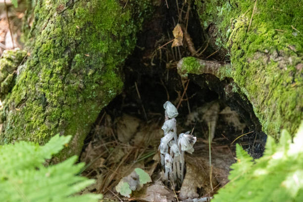 istock Ghost Plant (Monotropa uniflora) Growing from Between the Roots 1438003360