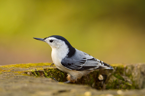 white-breasted nuthatch