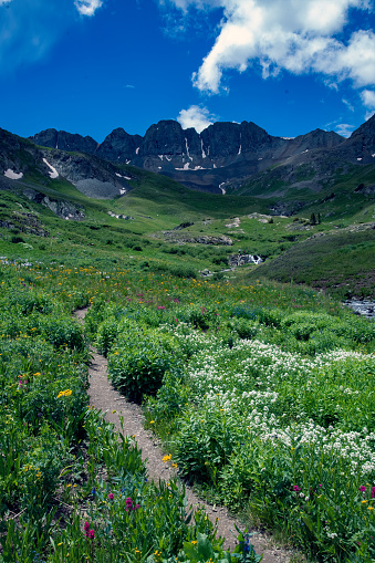 Foot Trail through wildflowers leads into the American Basin in the San Juan mountains of Colorado