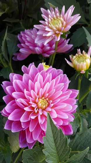 Pink chrysanthemums are blooming and look very beautiful in Taipei garden
