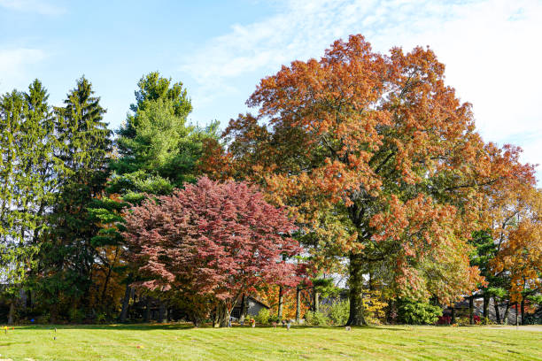 Landscape of Autumn Trees